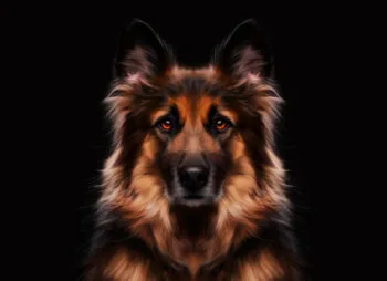 Default Smudge Procreate Brushes